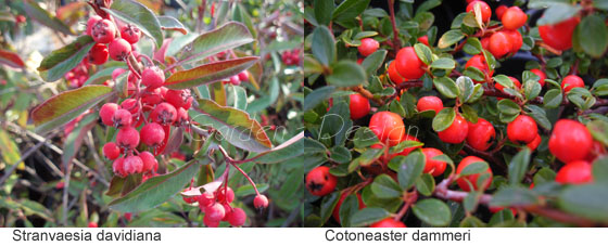 Cotoneaster