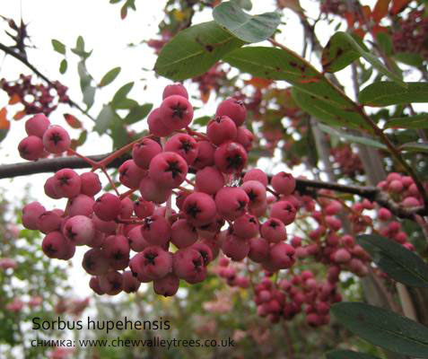 Sorbus hupehensis